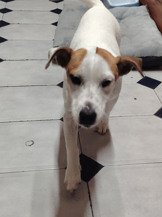Jack Russell fofinho
