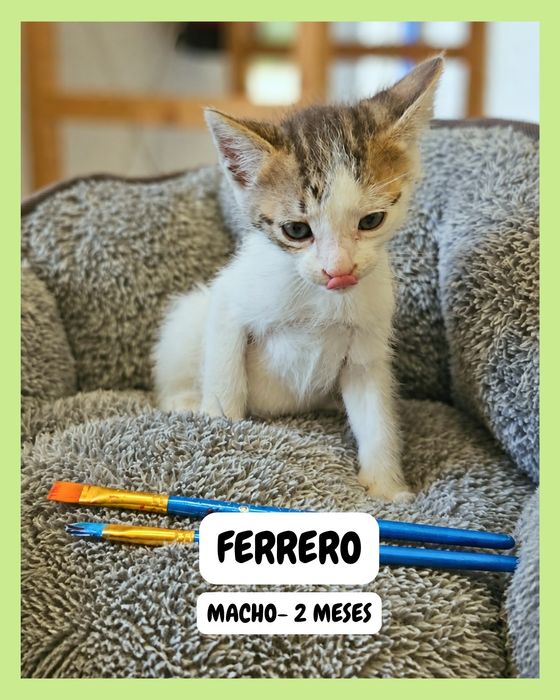 Gatinhos para adoção