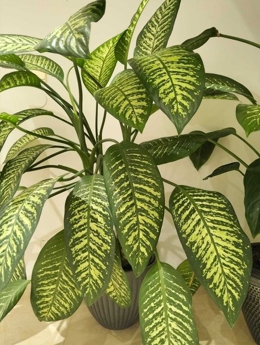 Planta de Interior - Dieffenbachia Tropic Snow
