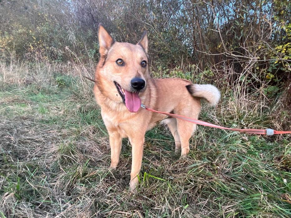 Rudi i Sabinka szukają wspólnego domu