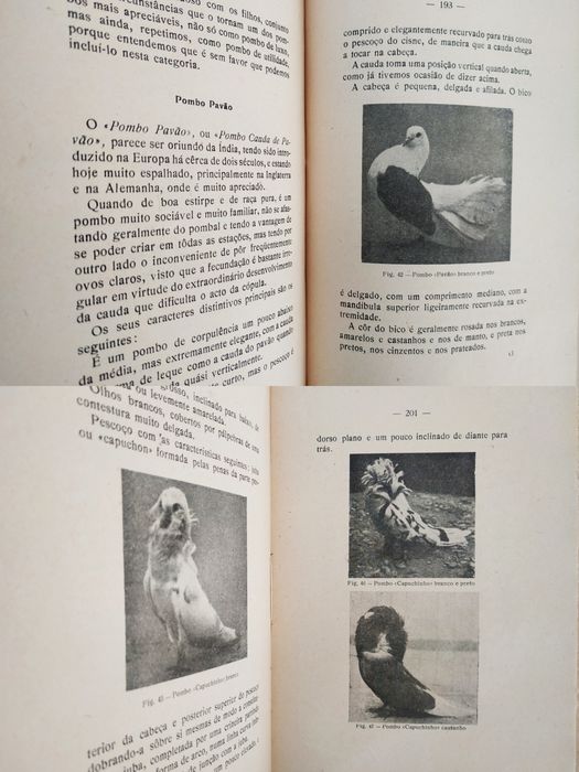 Manual de Columbicultura 1936 pombos