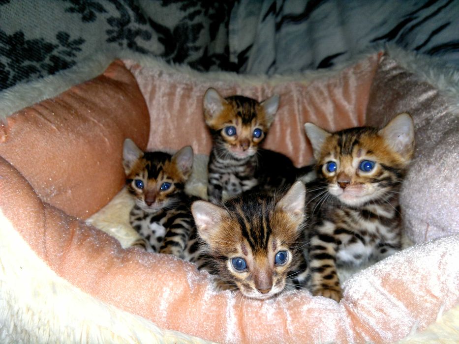 Пропонуються під бронь бенгальські малюки BENn24 від клубної в'язки
