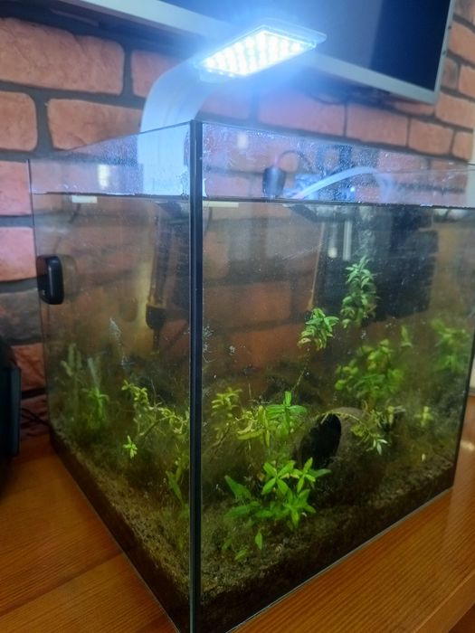 Akwarium 27l z wyposażeniem i rybkami