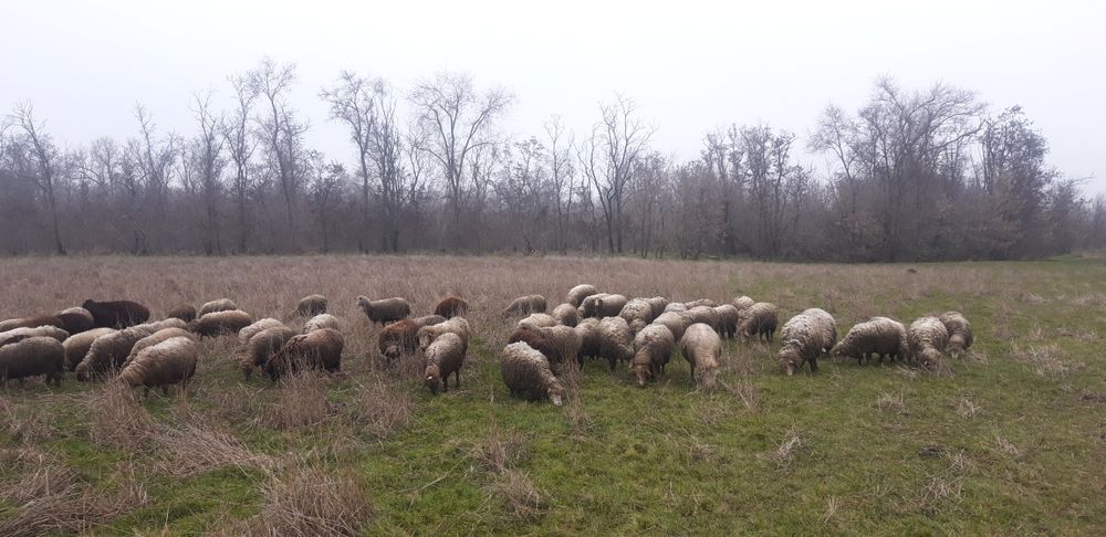 Бараны живой вес