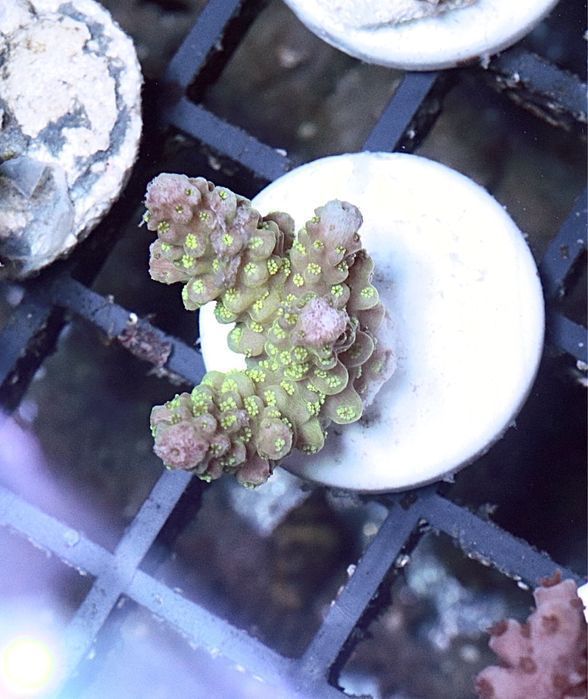 Acropora Light YELOW ad 67 Wysylki Szczepki Poznan nie tylko
