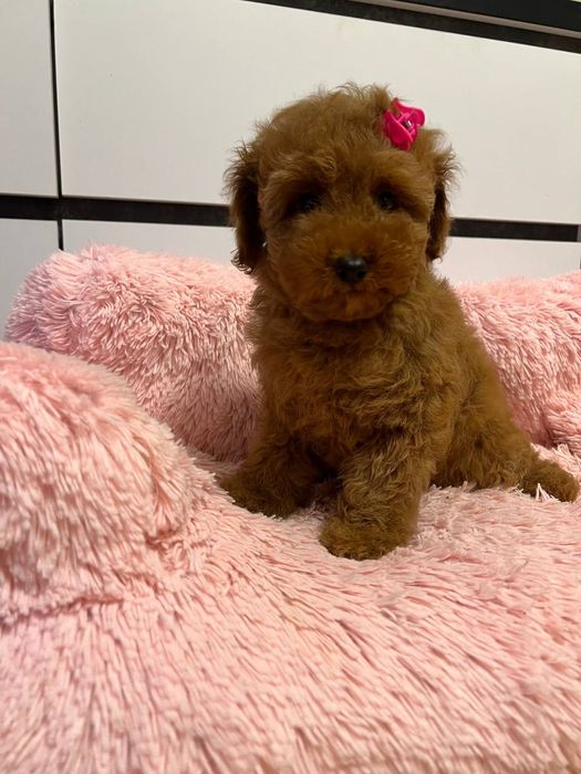 Мальтіпу пудель Вінниця