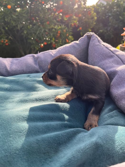 Pincher bebe preto macho criado em ambiente familiar