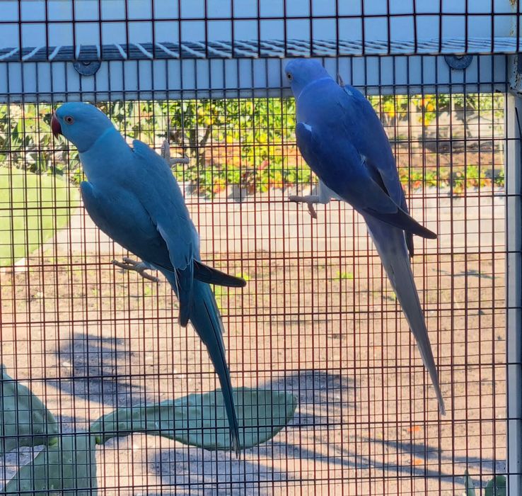 Ring Necks Casais adultos de 24 & 25