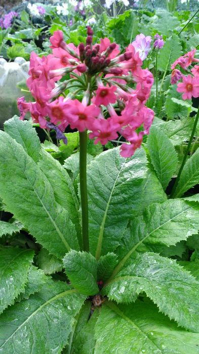 Примула  дрібнозубчата ( Пон Пон)