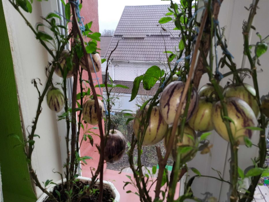 Пепіно Рамзес насіння 15 шт.