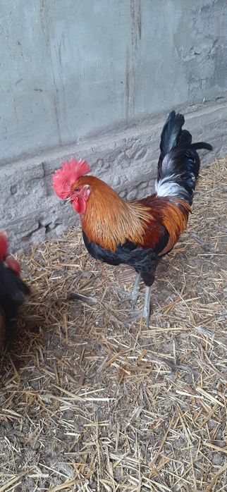 Kogutki zielononóżki,z sierpnia 2025 ,zielononóżka kuropatwiana,