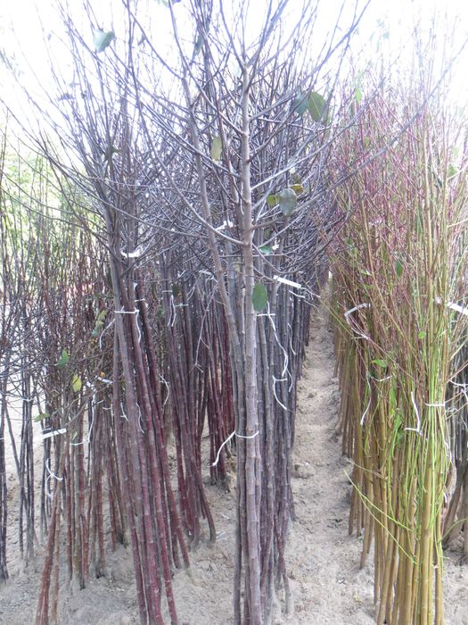 Drzewka Jabłoni ozdobnej rajskiej 2-letnie