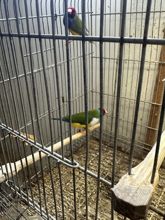 Diamantes gould