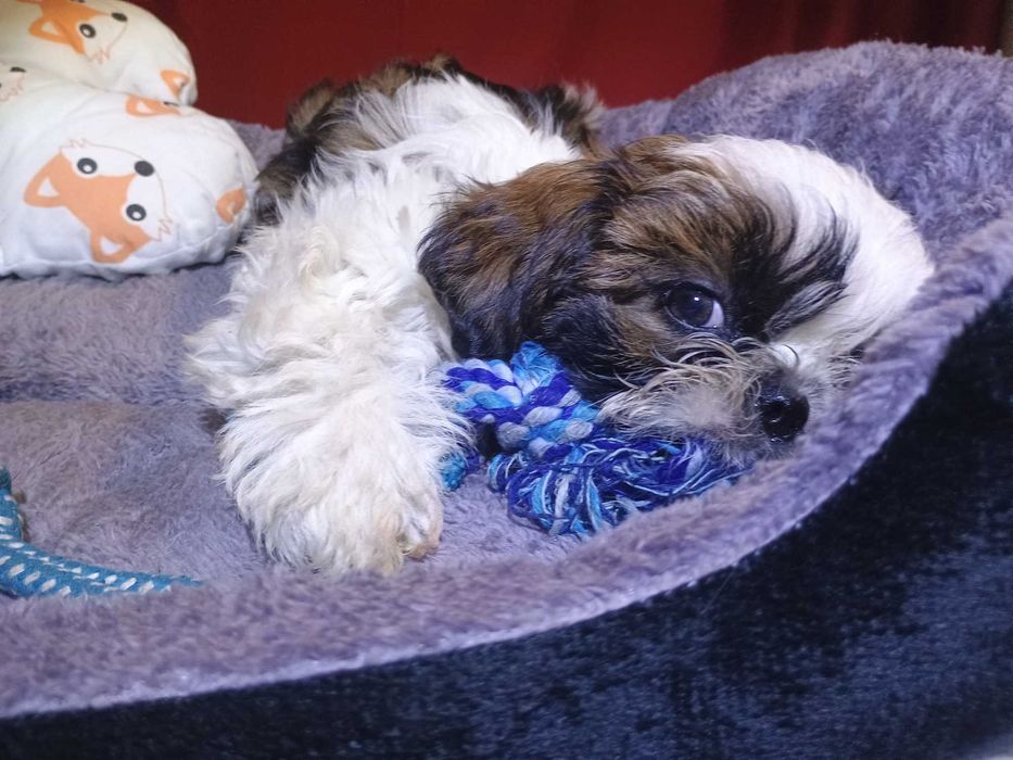 Piesek Szczeniak Shih TZU - Tricolore.