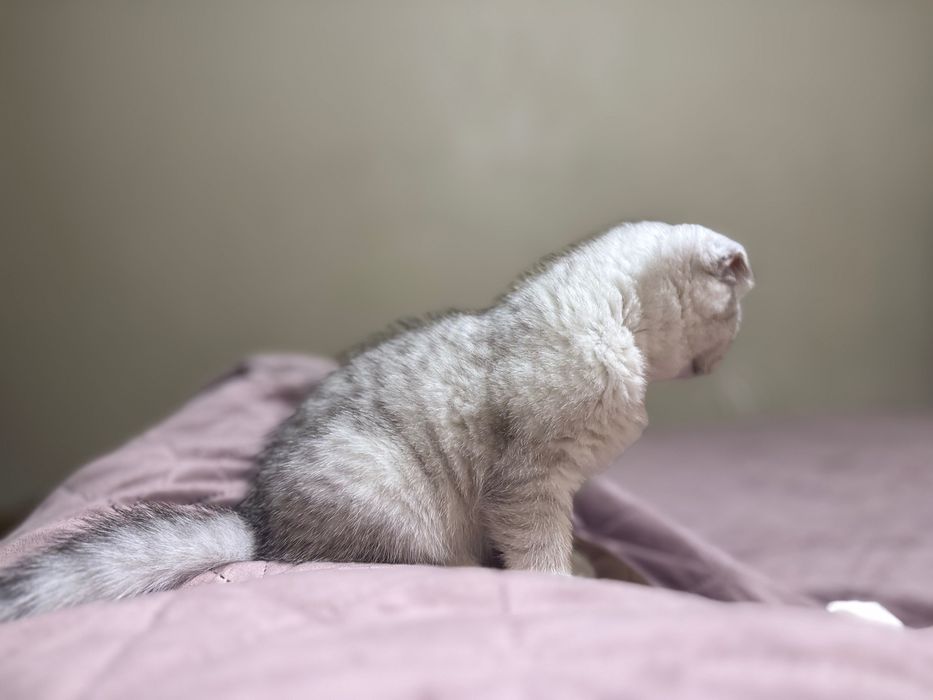 Котеня срібна шиншила