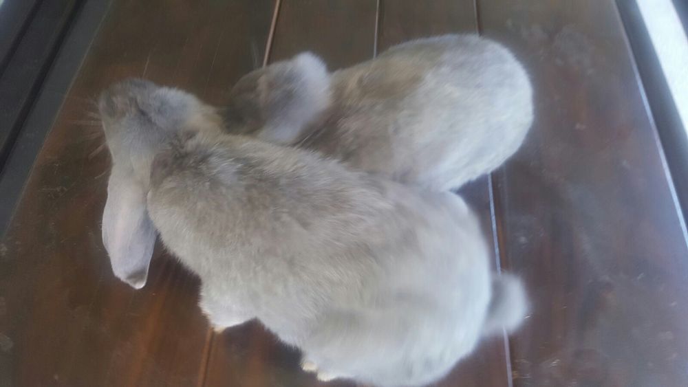 Французькі барани