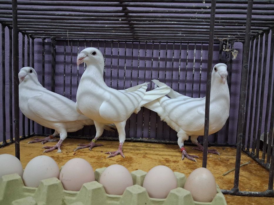 Sprzedam golebie rzeszowskie