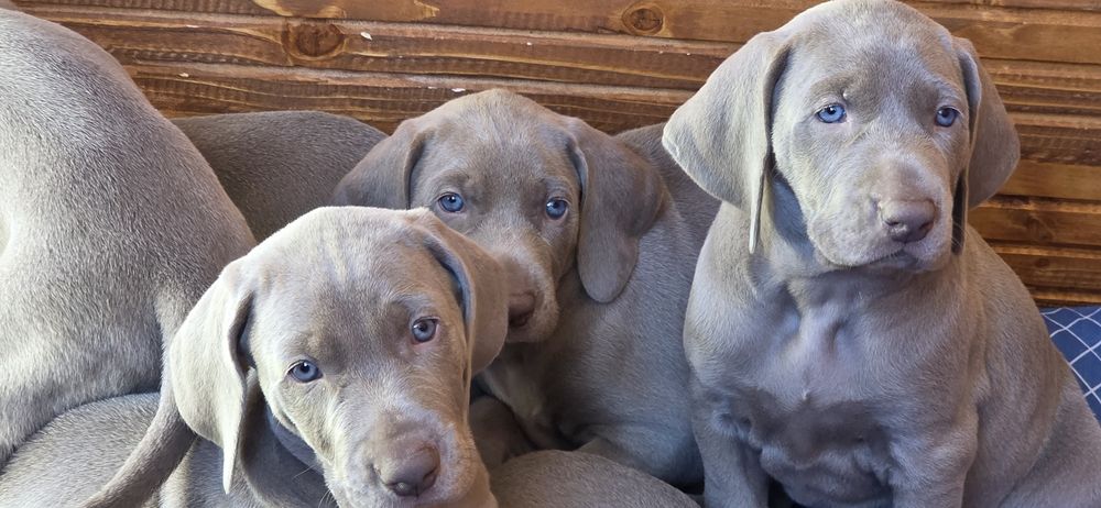 Weimaraner com lop