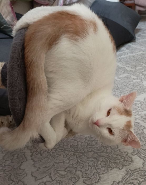 Oddam kocią rodzinę