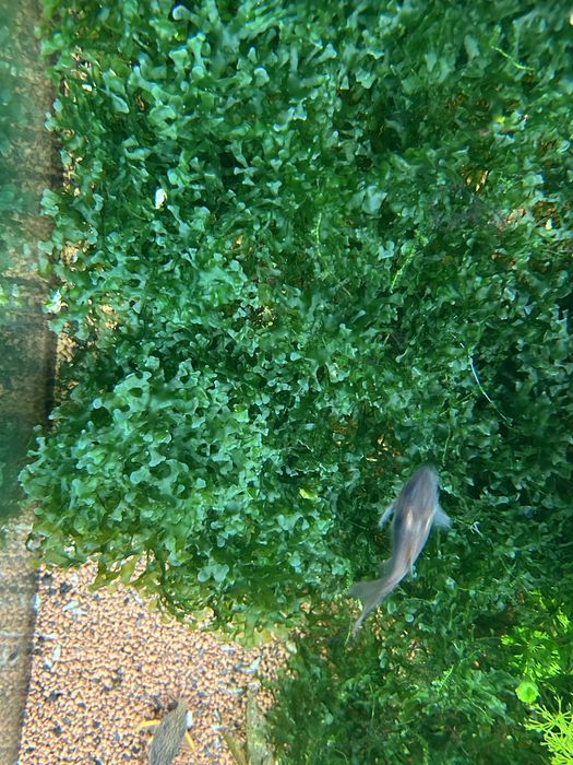 Musgo pellia aquario