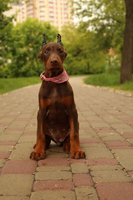 Ввічливі Дівчатка Добермана від розплідника Кку