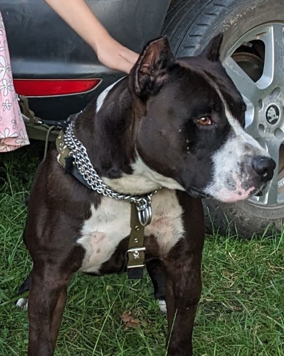 Амстафф для в'язки, розв'язанний, стафф, staff, amstaff