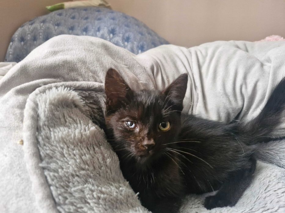 Zwierzęta koty do adopcji