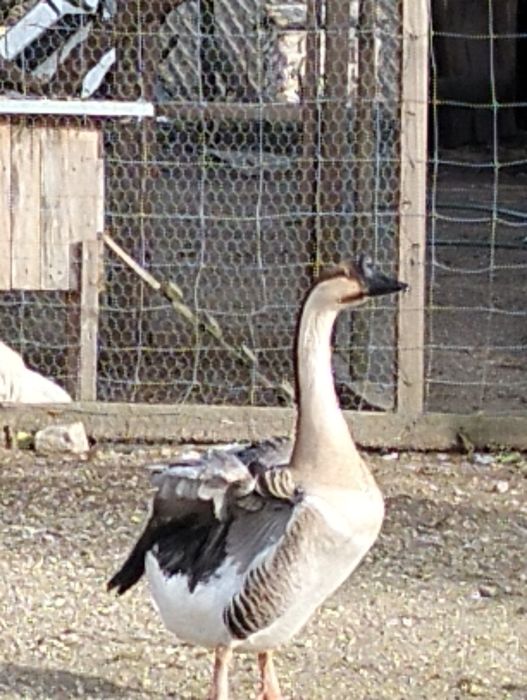 Ganço da Guiné macho