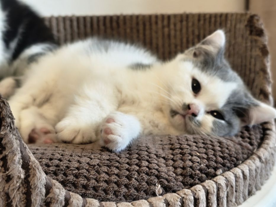 Brytyjski krótkowłosy