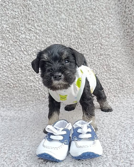 Цвергшнауцер забарвлення чорний зі сріблом