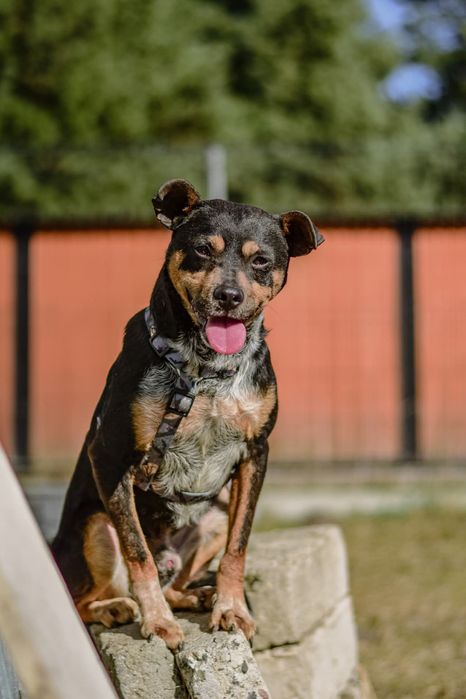 Dracula z nadzieją czeka na dom