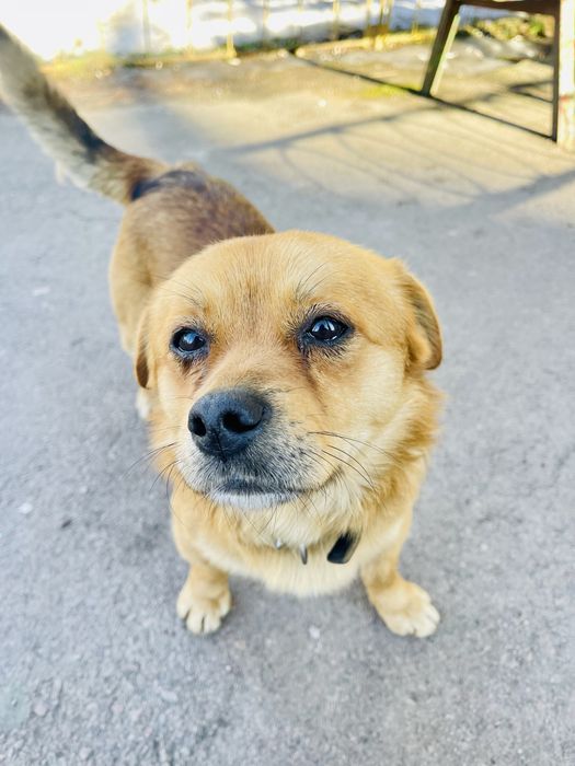 Два песики 1,5 -2 роки