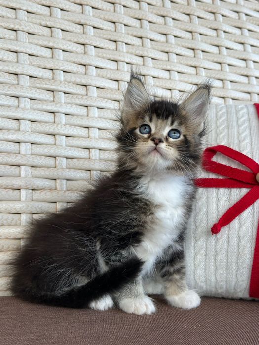 Saphira-Kotka Maine Coon