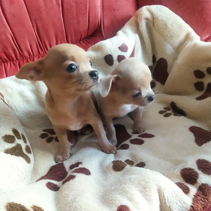Хлопчики чихуахуа'