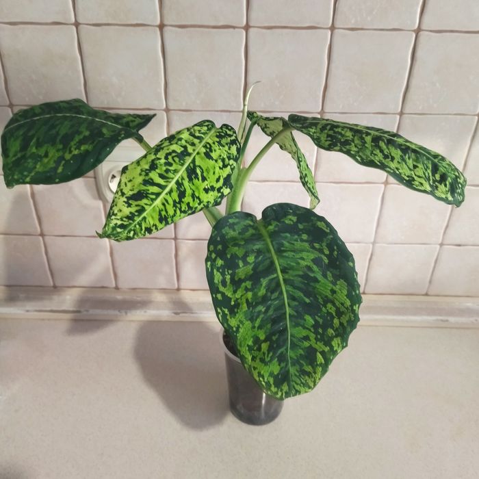 Диффенбахия Рефлектор