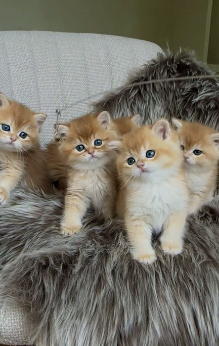 Кошеня золота британська шиншила хлопчик дівчинка