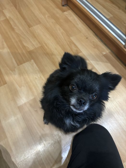 Щенки от мамы Шпица