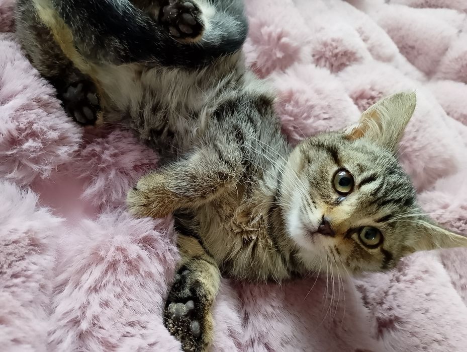 Małe kotki do przygarnięcia