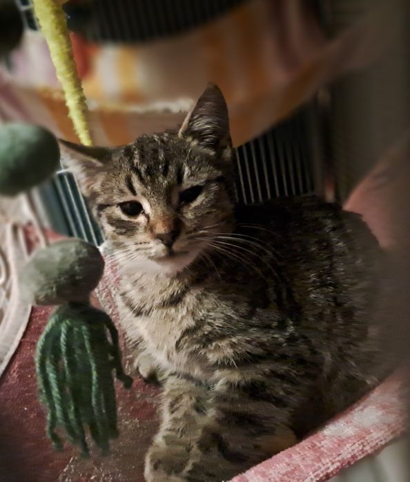 Szaraczek. Kotek szuka domku