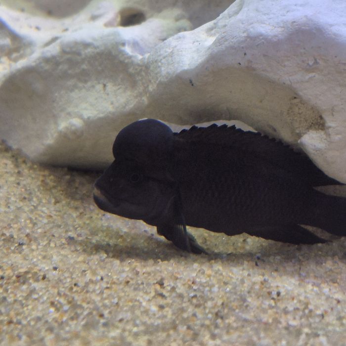 Африканские цихлиды озера Танганьика