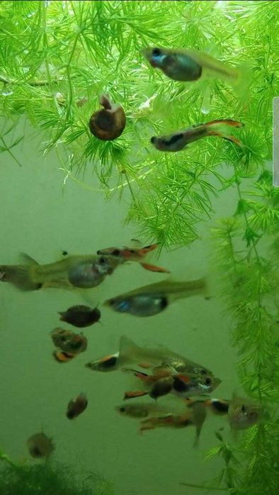 Guppys endler fêmeas adultas