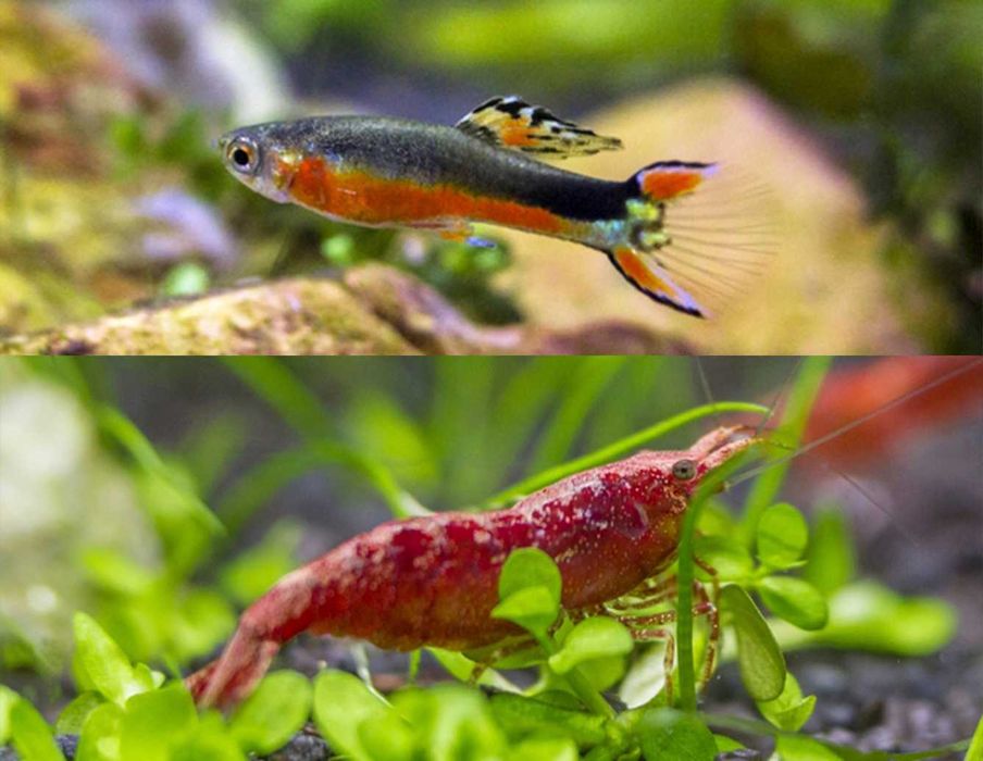 Rybki, krewetki i rośliny dla początkujących gotowy zestaw S wysyłka