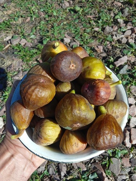 Продам  живці інжиру Турецький коричневий