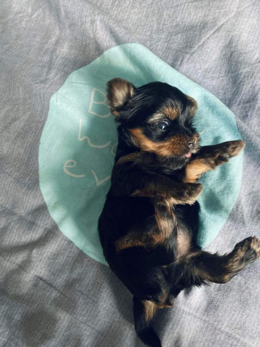 Yorkshire terrier