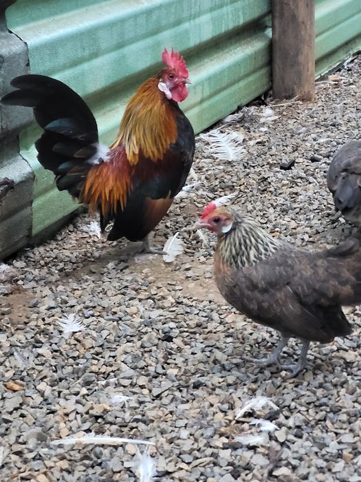 Casal galinhas krill