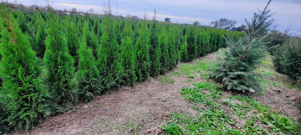 Tuja Szmaragd SUPER CENA 130cm bardzo duży wybór Iglaki Ocieszyn