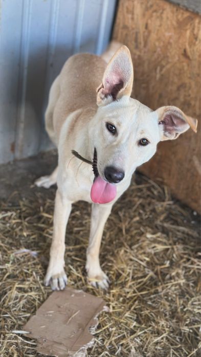 Собака, мальичк 1 год