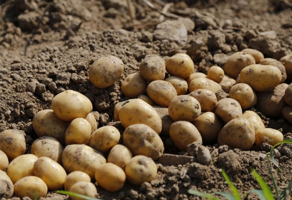 Ziemniaki ,buraczki czerwone