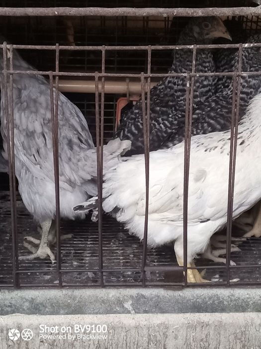 М'ясо яєчка,домінант курочка,ломан браун.
