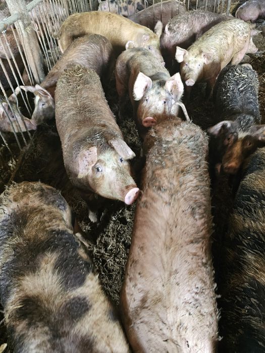 Tuczniki mięsne do uboju z własnego gospodarstwa